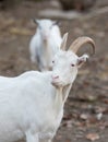 Saanen goat on the farm