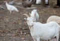 Saanen goat on the farm Royalty Free Stock Photo