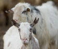 Saanen goat on the farm Royalty Free Stock Photo