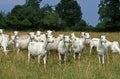 Saanen Goat, Herd standing in Long Grass Royalty Free Stock Photo