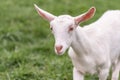 Saanen goat kid Royalty Free Stock Photo