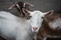 Saanen goat Royalty Free Stock Photo