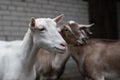Saanen goat Royalty Free Stock Photo