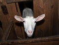 Saanen white goat in barn Royalty Free Stock Photo