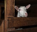 Saanen white goat in barn Royalty Free Stock Photo