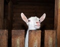 Saanen white goat in barn Royalty Free Stock Photo