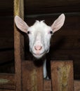 Saanen white goat in barn Royalty Free Stock Photo