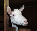 Saanen white goat in barn Royalty Free Stock Photo