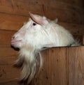 Saanen white goat in barn Royalty Free Stock Photo