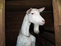 Saanen white goat in barn Royalty Free Stock Photo