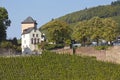 Saarburg - Vineyards