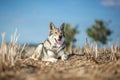 Saarloos Wolfdog Royalty Free Stock Photo