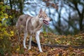 Saarloos Wolfdog Royalty Free Stock Photo