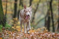 Saarloos Wolfdog Royalty Free Stock Photo
