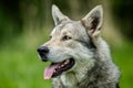 Saarloos Wolfdog Royalty Free Stock Photo