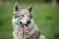 Saarloos Wolfdog