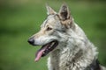 Saarloos Wolfdog