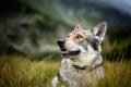 Saarloos Wolfdog Royalty Free Stock Photo