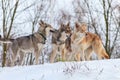 Saarloos Wolfdog pack Royalty Free Stock Photo