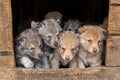 Saarloos Wolfdog puppies Royalty Free Stock Photo