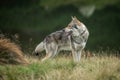Saarloos Wolfdog Royalty Free Stock Photo