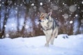 Saarloos Wolfdog walking Royalty Free Stock Photo