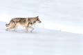 Saarloos Wolfdog walking in snow Royalty Free Stock Photo