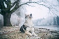 Saarloos Wolfdog Royalty Free Stock Photo