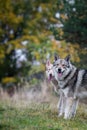 Saarloos Wolfdogs Royalty Free Stock Photo