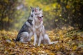 Saarloos Wolfdogs Royalty Free Stock Photo
