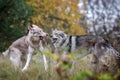 Saarloos Wolfdogs