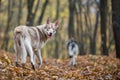 Saarloos Wolfdogs Royalty Free Stock Photo