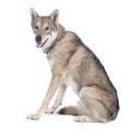 Saarloos wolfhound sitting Royalty Free Stock Photo