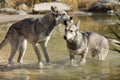 Saarloos Wolhound playing in water Royalty Free Stock Photo