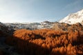 Saas fee forest autumn