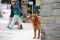 Saas Fee, Switzerland - February 4, 2020:Irish setter dog on street of small town in Alps, Switzerland, Europe. Winter family