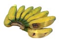 Saba banana fruits Royalty Free Stock Photo