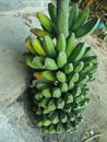 Saba bananas have been picked with some of them slightly ripe