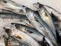 Saba Mackerel in a fresh food store market