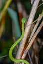 Sabah Bamboo Pitviper crawling on a dry tree branch. Green pit viper in Malaysia National Park. Poison snake in rainforest Royalty Free Stock Photo
