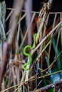 Sabah Bamboo Pitviper crawling on a dry tree branch. Green pit viper in Malaysia National Park. Poison snake in rainforest Royalty Free Stock Photo