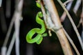 Sabah Bamboo PitViper crawling on a dry tree branch. Green pit viper in Malaysia National Park. Poison snake in rainforest Royalty Free Stock Photo