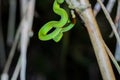 Sabah Bamboo PitViper crawling on a dry tree branch. Green pit viper in Malaysia National Park. Poison snake in rainforest Royalty Free Stock Photo