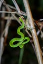 Sabah Bamboo PitViper crawling on a dry tree branch. Green pit viper in Malaysia National Park. Poison snake in rainforest Royalty Free Stock Photo