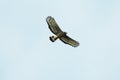 Blyth`s Hawk Eagle, Sunrise River Cruise, Kinabatangen River, Borneo Rainforest, Sukau, Sabah, Borneo, Malaysia