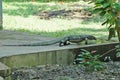 Monitor Lizard, Pulau Tiga Island, Sabah, Borneo, Malaysia Royalty Free Stock Photo