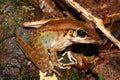 Sabah Borneo frog or dusky-footed torrent frog (Meristogenys orphnocnemis) in a natural habitat