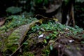 Borneo lowland rain forest is an ecoregion, within the tropical and subtropical moist broadleaf forests biome, of the large island