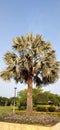 Sabal bermudana commonly known as the Bermuda palmetto or bibby tree