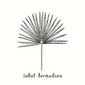 Sabal bermudana leaf. Ink black and white doodle drawing